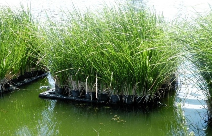 Cỏ Vetiver ( Cỏ chống xói mòn)