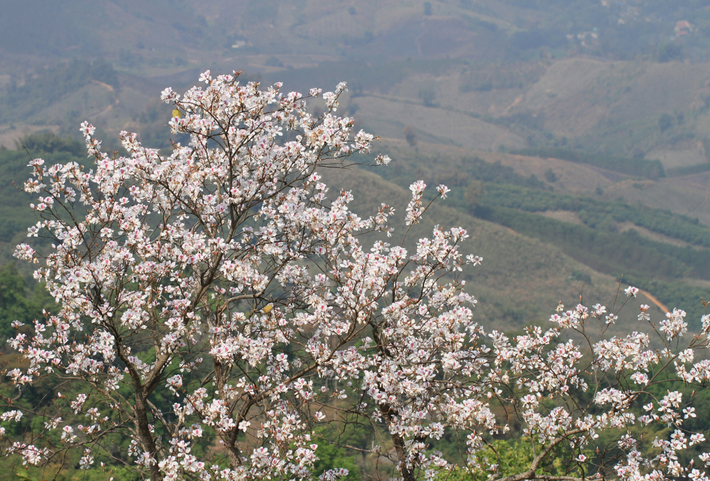 Cây Hoa Ban