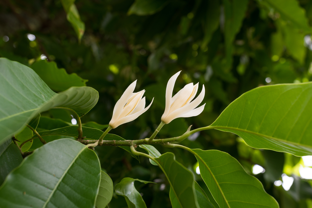 Cây Ngọc Lan