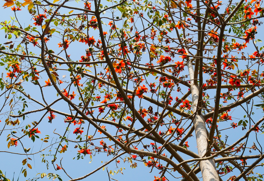 Cây Gạo