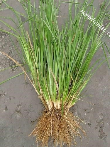 Công dụng và lợi ích của cỏ Vetiver
