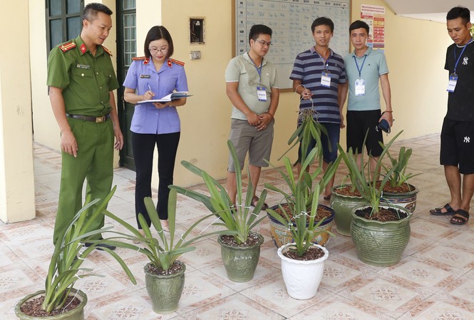 Nạn trộm cắp hoa phong lan tiền tỉ