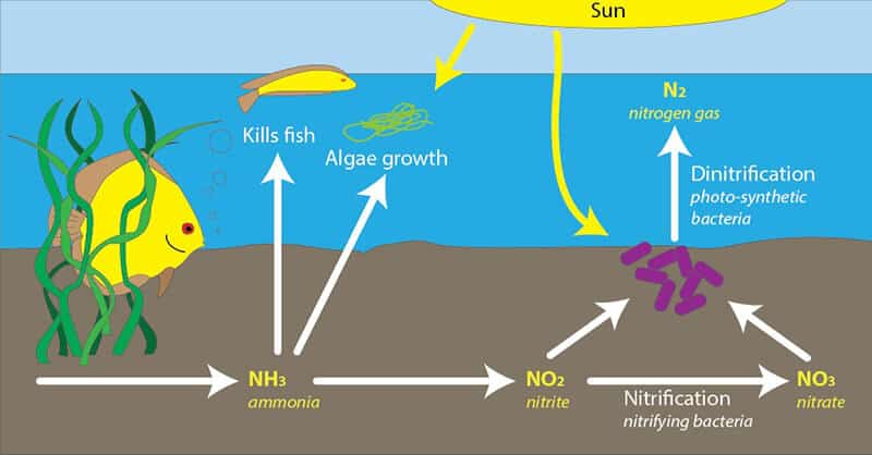 Các thông tin thú vị về khí NO2