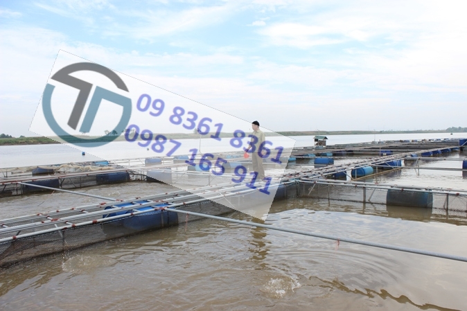 Nuôi cá lồng trên sông, hồ chứa