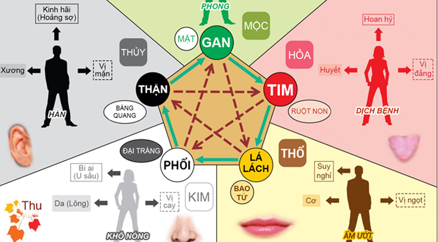 LỤC PHỦ NGŨ TẠNG LÀ GÌ ?