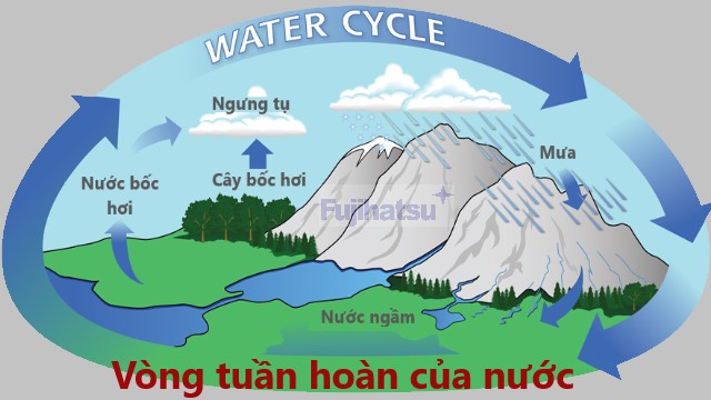 Vòng tuần hoàn của nước của nước như thế nào?