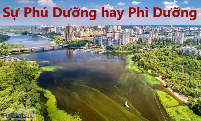 Sự phú dưỡng hay phì dưỡng là gì? Nguyên nhân và biện pháp phòng ngừa