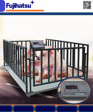 CÂN CHĂN NUÔI HAY CÂN GIA SÚC MỘT LOẠI CÂN ĐỘNG VẬT Ở NINH BÌNH