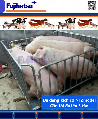 CÂN CHĂN NUÔI HAY CÂN GIA SÚC MỘT LOẠI CÂN ĐỘNG VẬT Ở YÊN BÁI