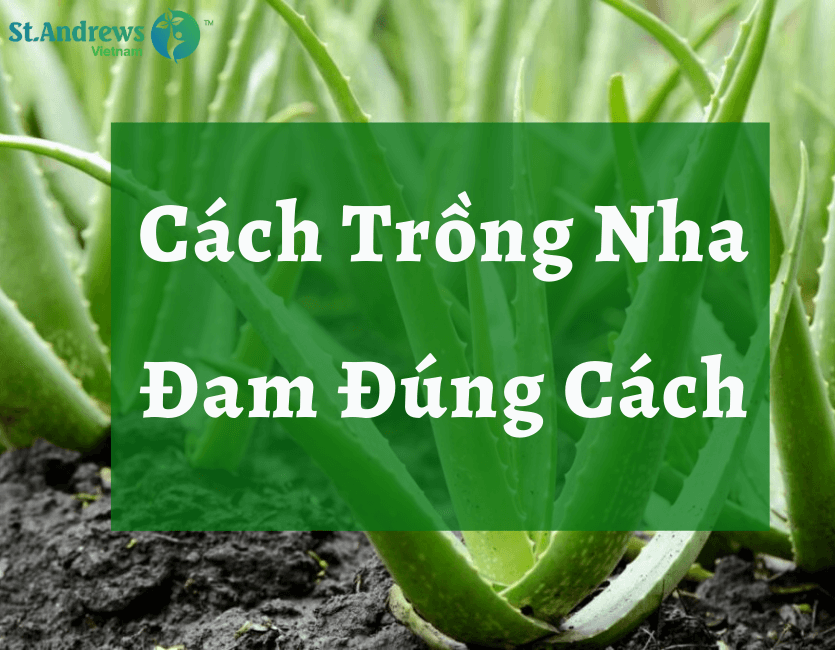 Quy Trình Trồng Cây Lô Hội Từ A Đến Z Dễ Thực Hiện