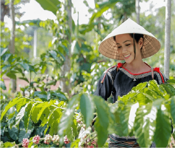 Tây Nguyên có bao nhiêu loại cà phê ?