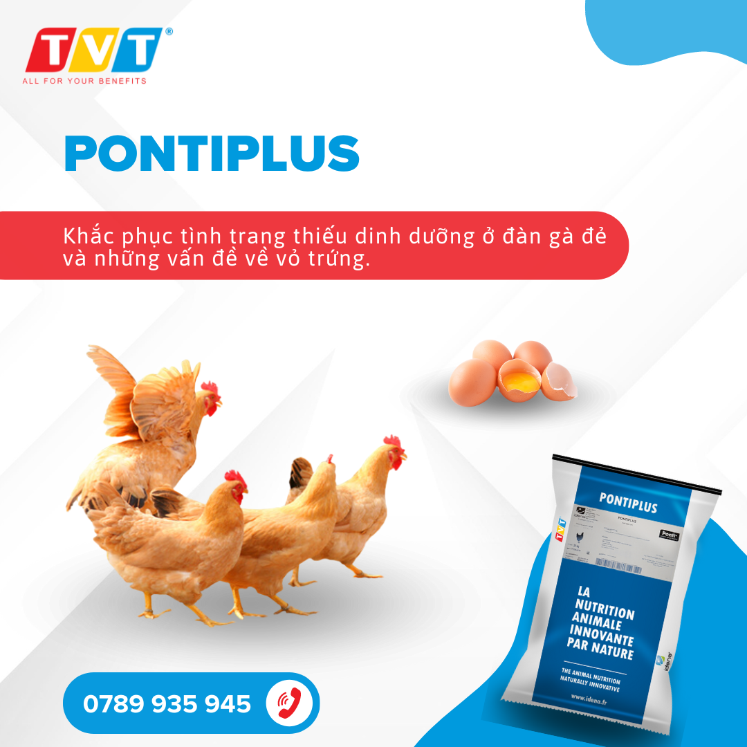 NHỮNG VẤN ĐỀ VỀ VỎ TRỨNG? LÀM THẾ NÀO ĐỂ NHẬN BIẾT VÀ KHẮC PHỤC TÌNH TRẠNG THIẾU HỤT DINH DƯỠNG Ở ĐÀN GÀ ĐẺ