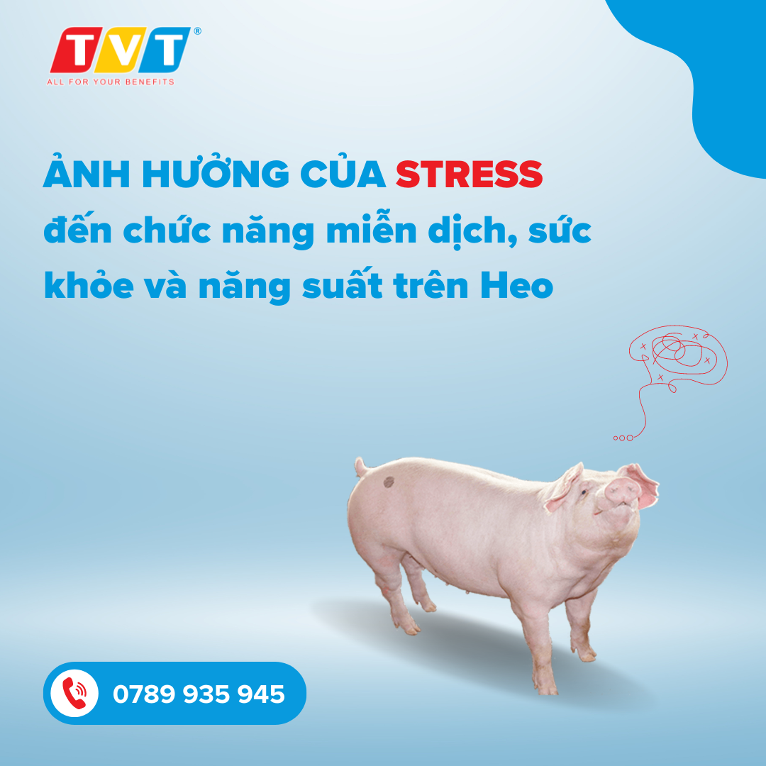 Ảnh hưởng của stress đến chức năng miễn dịch, sức khỏe và năng suất