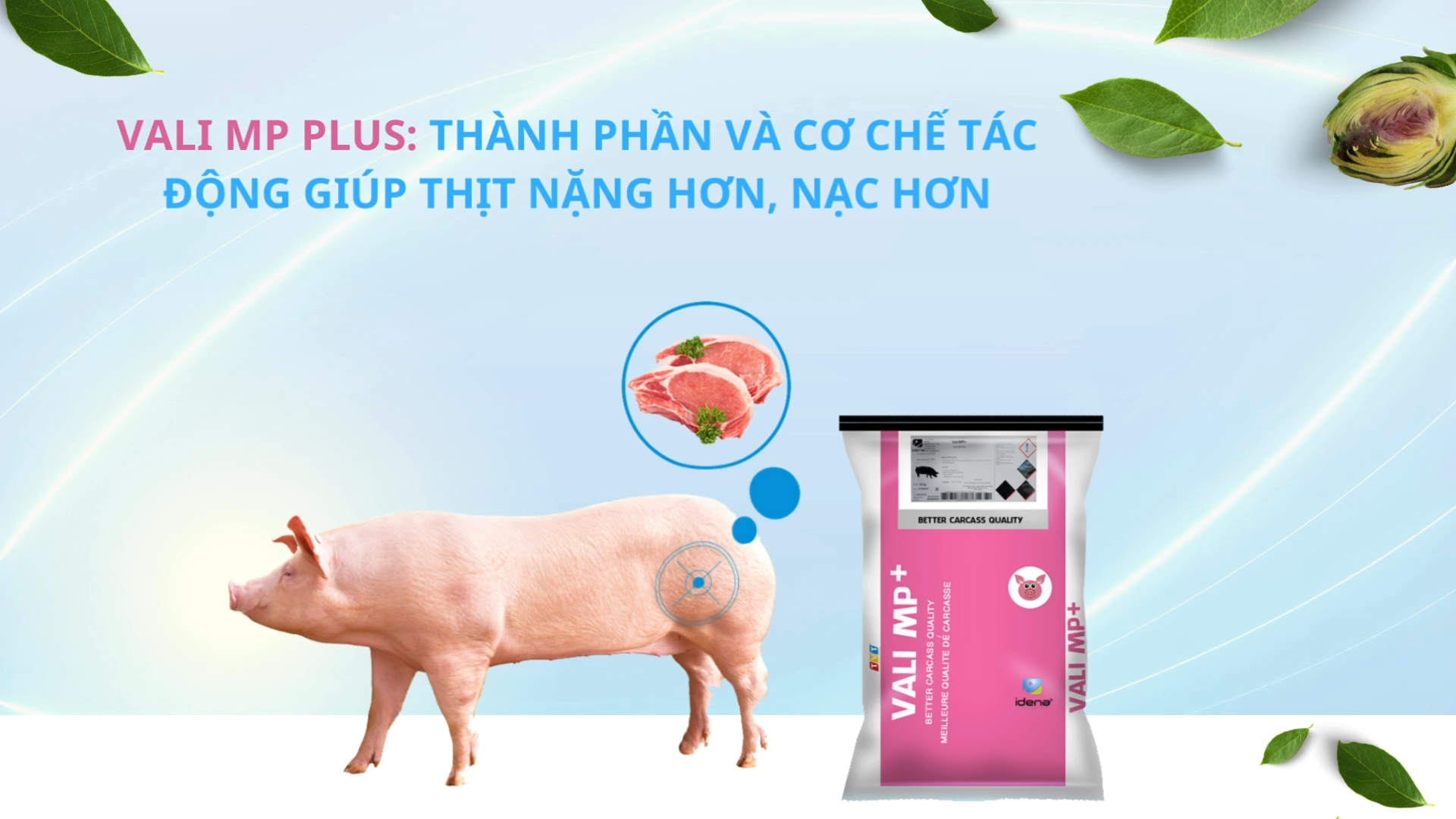 VALI MP PLUS: THÀNH PHẦN VÀ CƠ CHẾ TÁC ĐỘNG GIÚP THỊT NẶNG HƠN, NẠC HƠN