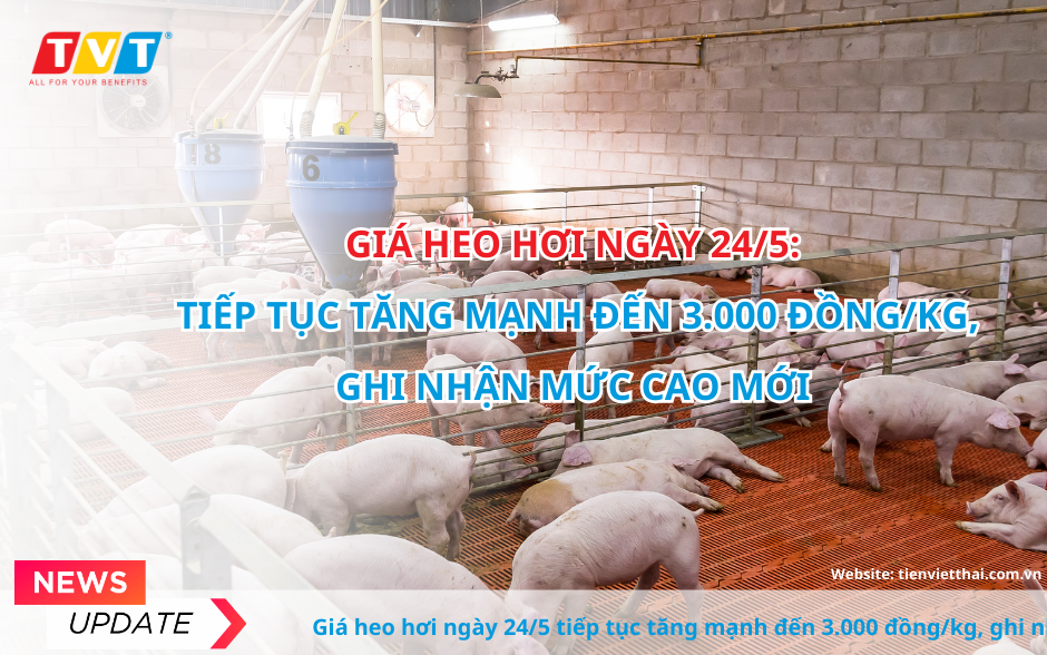 Giá heo hơi ngày 24/5 tiếp tục tăng mạnh đến 3.000 đồng/kg, ghi nhận mức cao mới