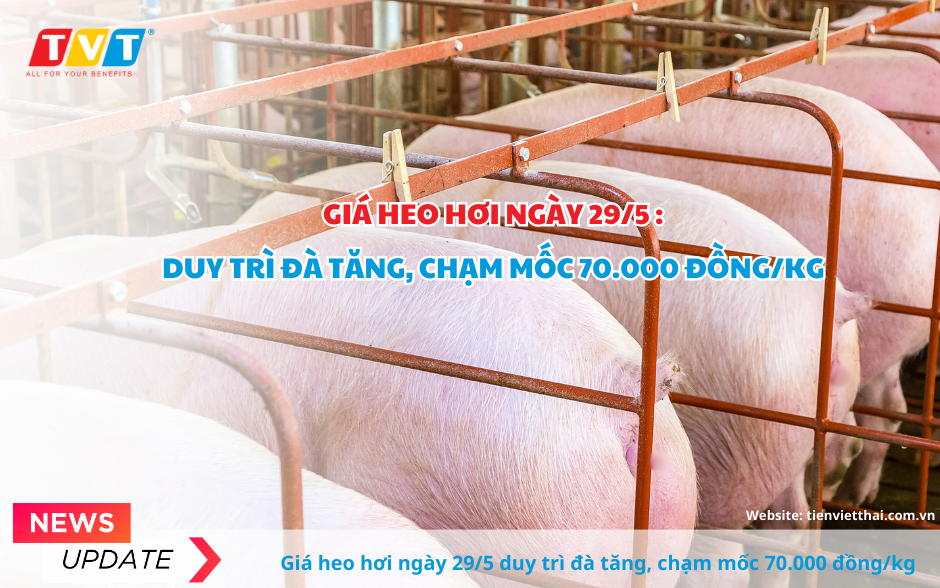 Giá heo hơi ngày 29/5 duy trì đà tăng, chạm mốc 70.000 đồng/kg