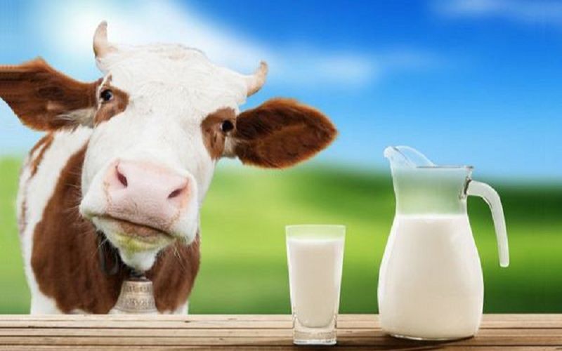 Đại Lý Phân Phối Sữa Tươi Giá Tốt Tại Vinh