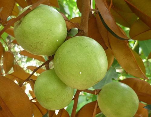 Những công dụng của quả vú sữa đối với bà bầu
