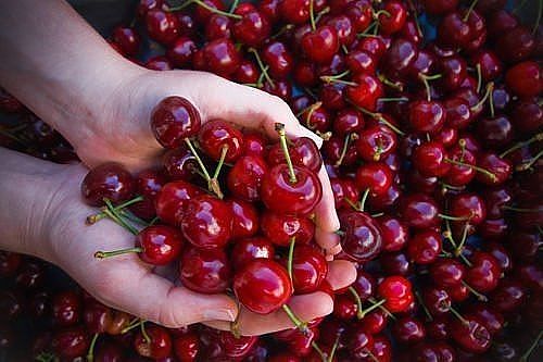 SALE SẬP SÀN - CHERRY ĐỎ MỸ