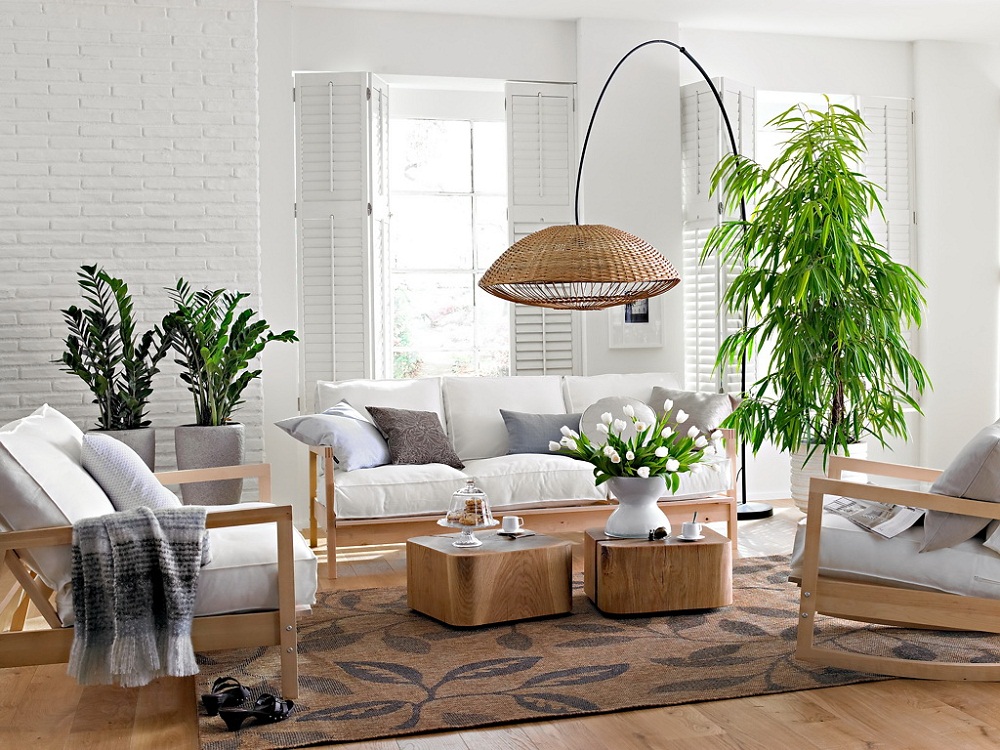 10 loài cây cảnh vô cùng phù hợp để trồng trong ngôi nhà của mình