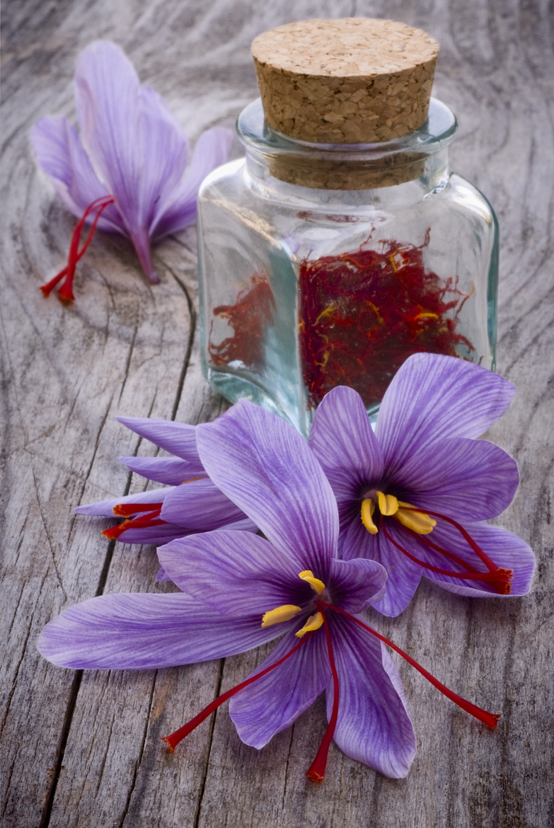 NHỮNG LỢI ÍCH THÚ VỊ CỦA SAFFRON CÓ THỂ BẠN CHƯA BIẾT?