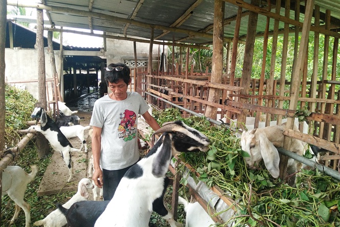 Có một làng nuôi hàng ngàn con dê bằng dây khoai lang