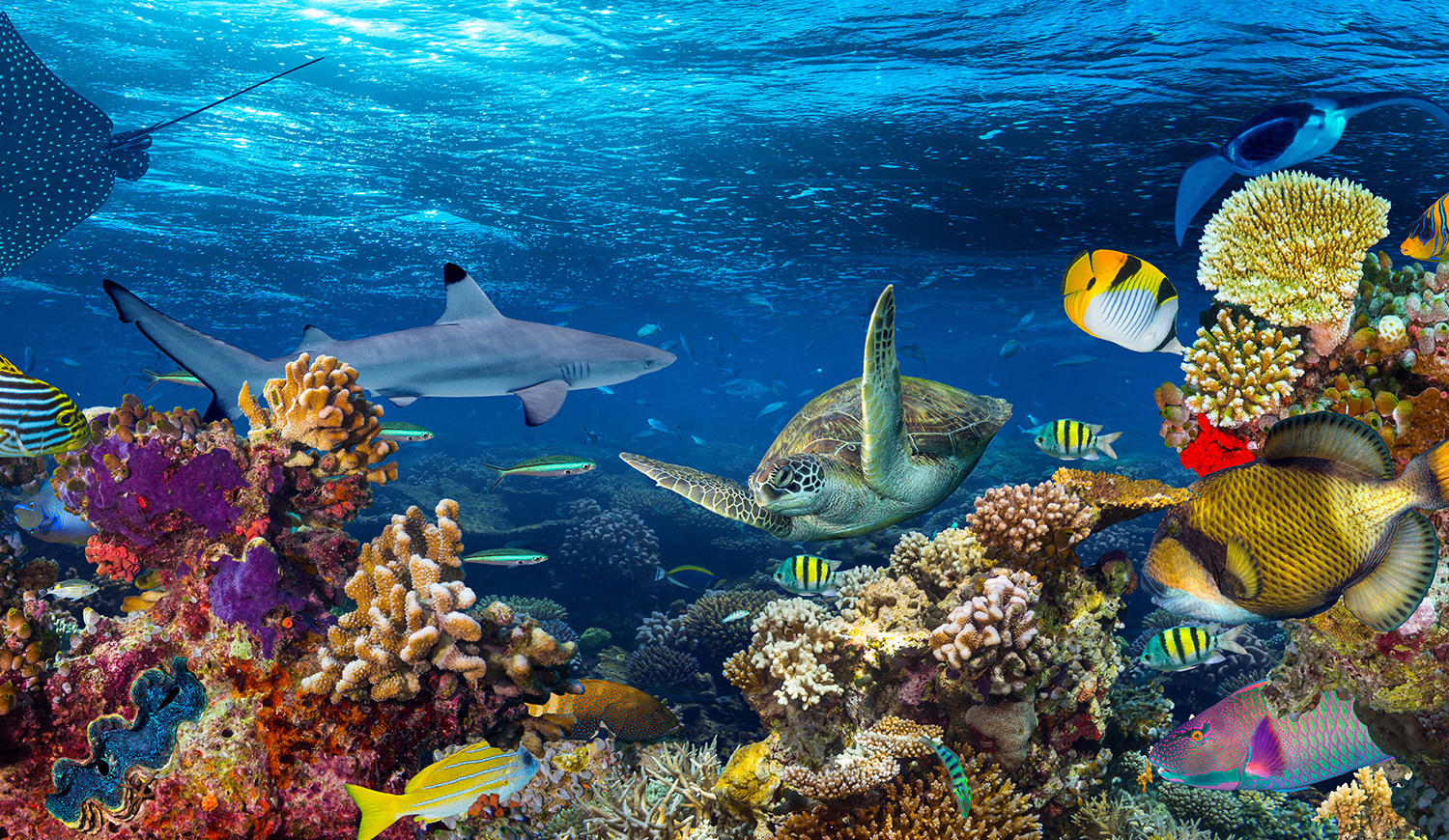 KHÁM PHÁ KHU RỪNG DƯỚI LÒNG ĐẠI DƯƠNG