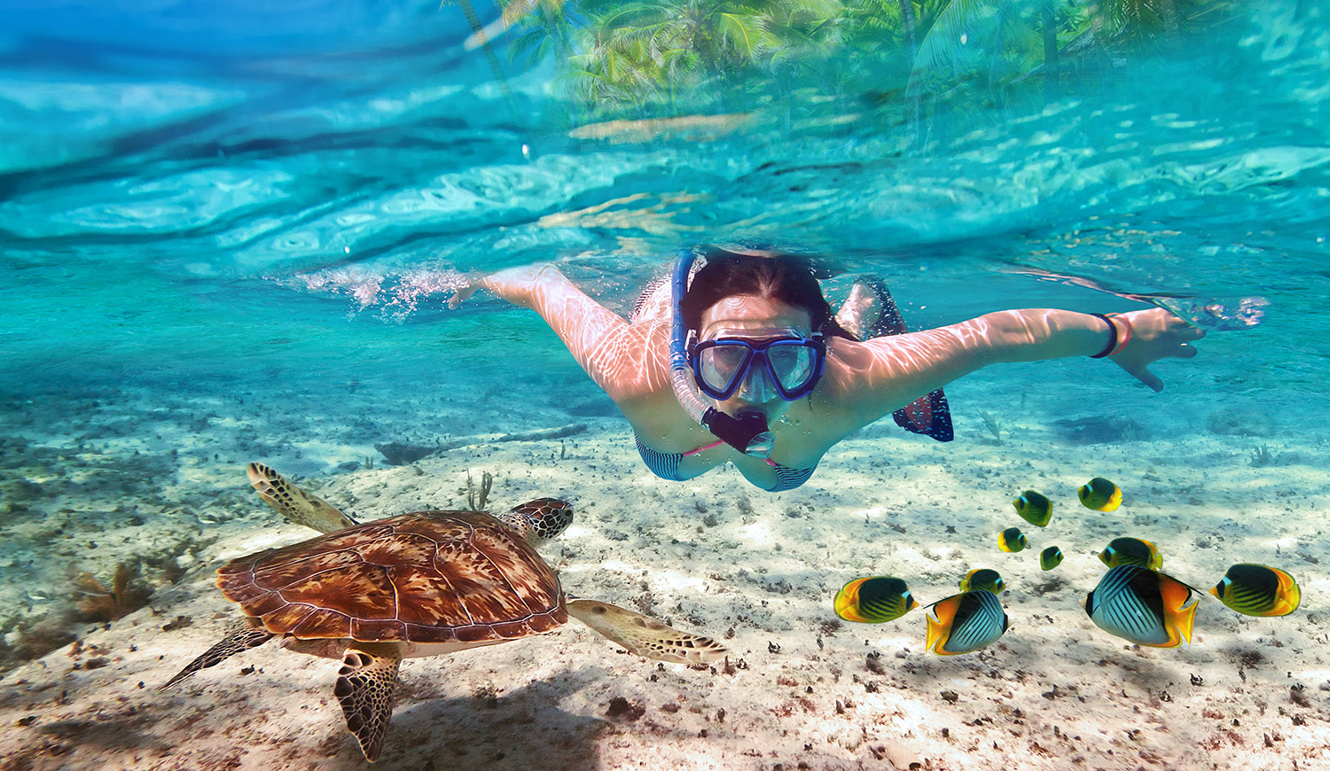 Khám phá khu rừng dưới lòng đại dương của Maldives