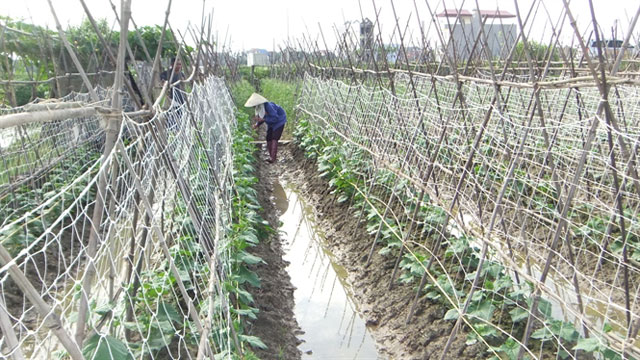 lưới giàn sợi xoắn