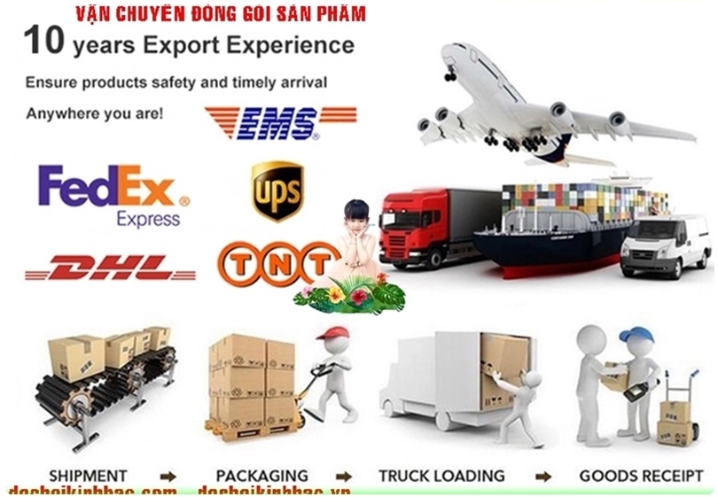 đóng gói và vận chuyển 