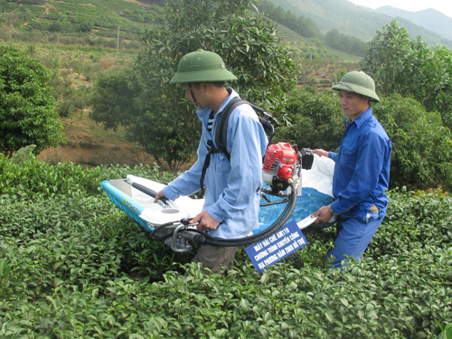 Máy hái chè cho hiệu quả kinh tế cao