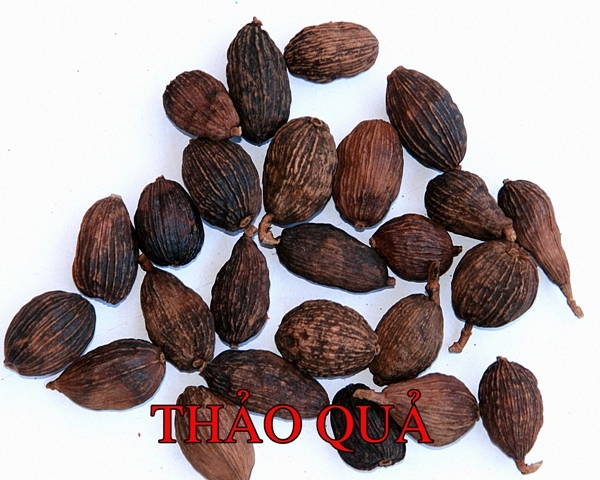 Thảo quả