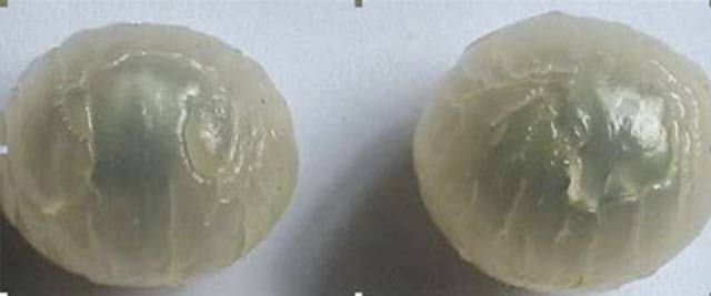 cách nhận biết nhãn lồng hưng yên xịn