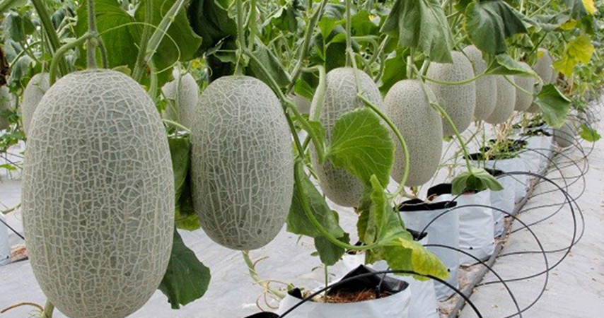 những thực phẩm giúp bổ sung năng lượng