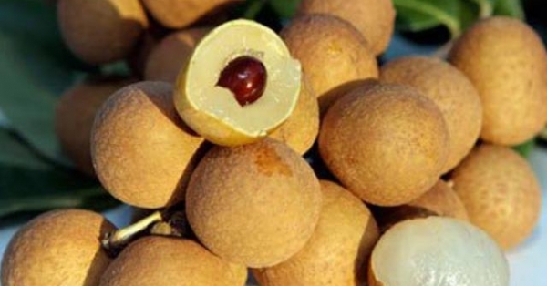 nhận biết nhãn lồng hưng yên xịn