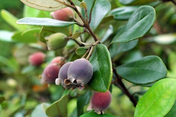 4 cách trị tiêu chảy tại nhà mà không cần dùng đến thuốc