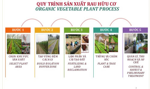 cách phân biệt rau hữu cơ và rau an toàn