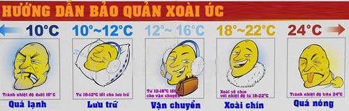 cách bảo quản xoài giống úc