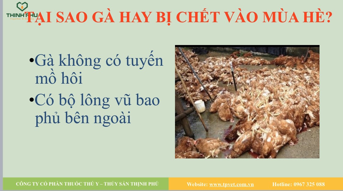 Nguyên nhân gà chết nóng 