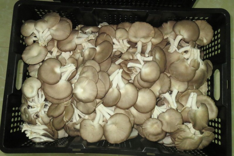 NẤM BÀO NGƯ XÁM (1KG)