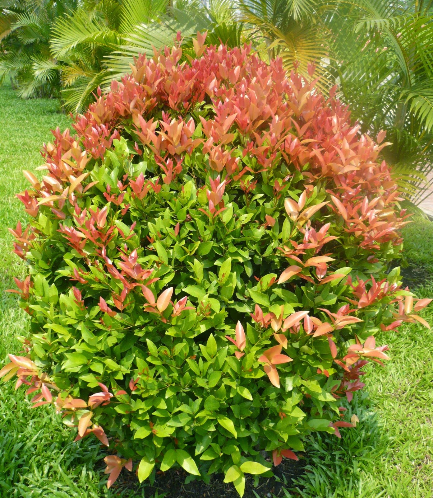 Cây Hồng Lộc tròn