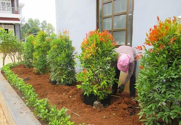 Trồng cây Hồng Lộc