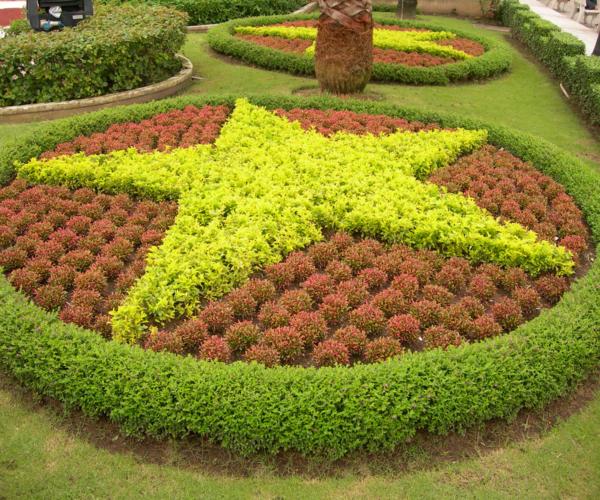 Rệu Đỏ trồng ngôi sao