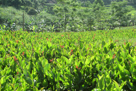 Dong riềng là cây dài ngày, chịu hạn tốt, chịu rét khá