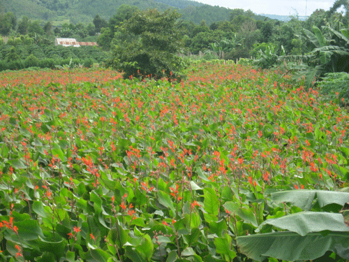 Hoa cây dong riềng