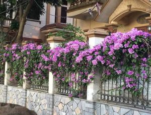 Cây Lan Tỏi