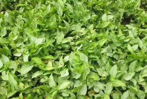 Cỏ Muống Nhật