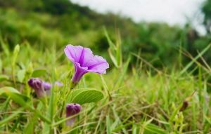 Cỏ Muống Biển