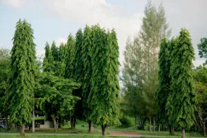 Cây Hoàng Nam