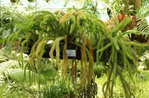 Cây Râu Rồng